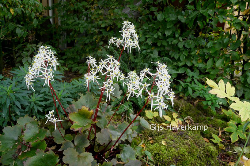 Saxifraga cortusifolia 'Rubrifolia'