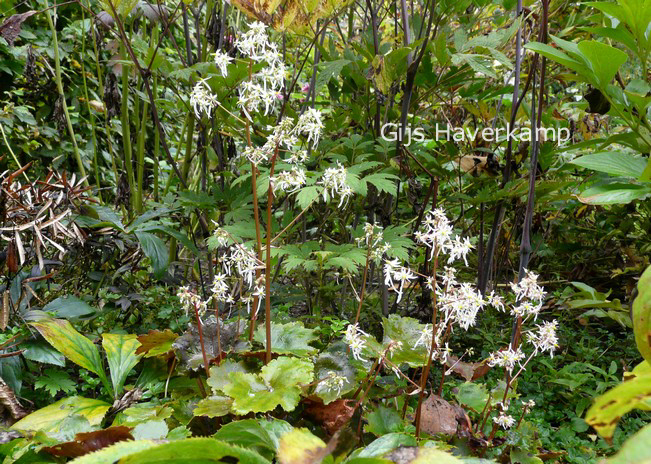 Saxifraga cortusifolia var. fortunei