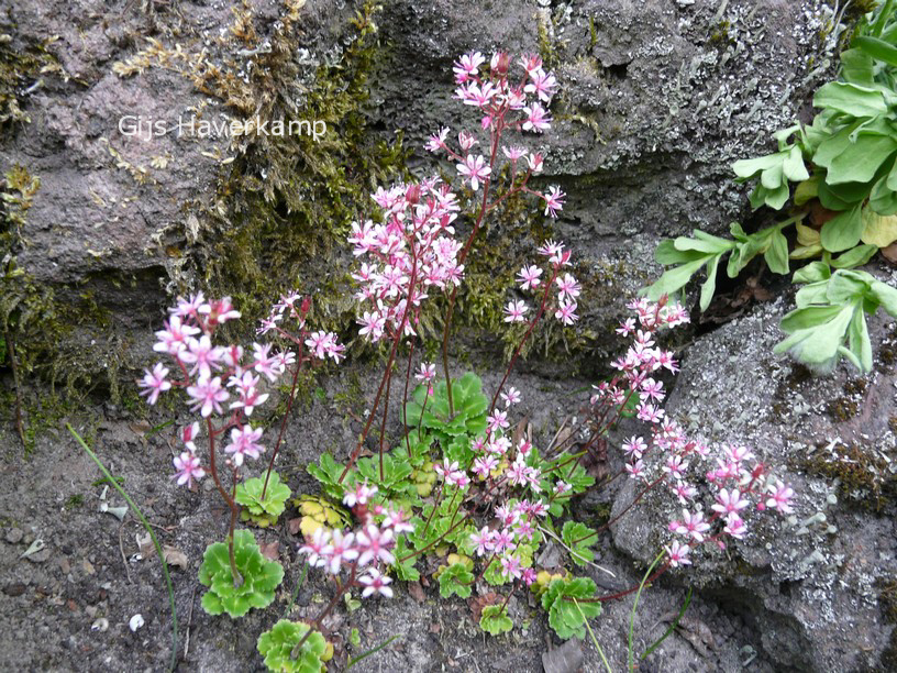 Saxifraga umbrosa 'Clarence Elliott'