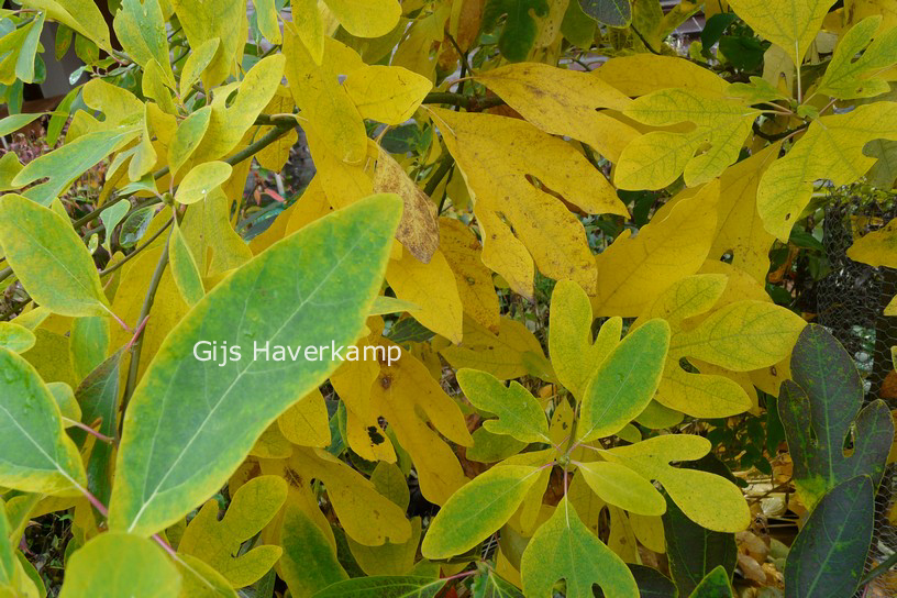 Sassafras albidum