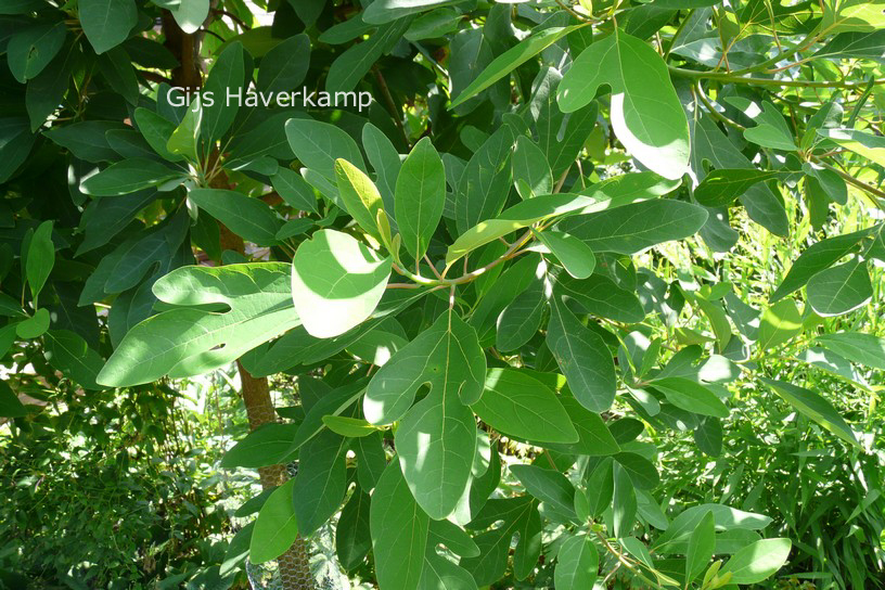 Sassafras albidum