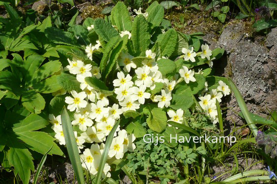 Primula vulgaris