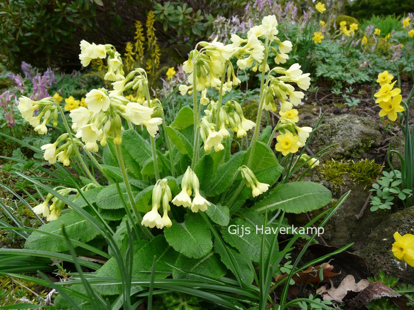 Primula elatior