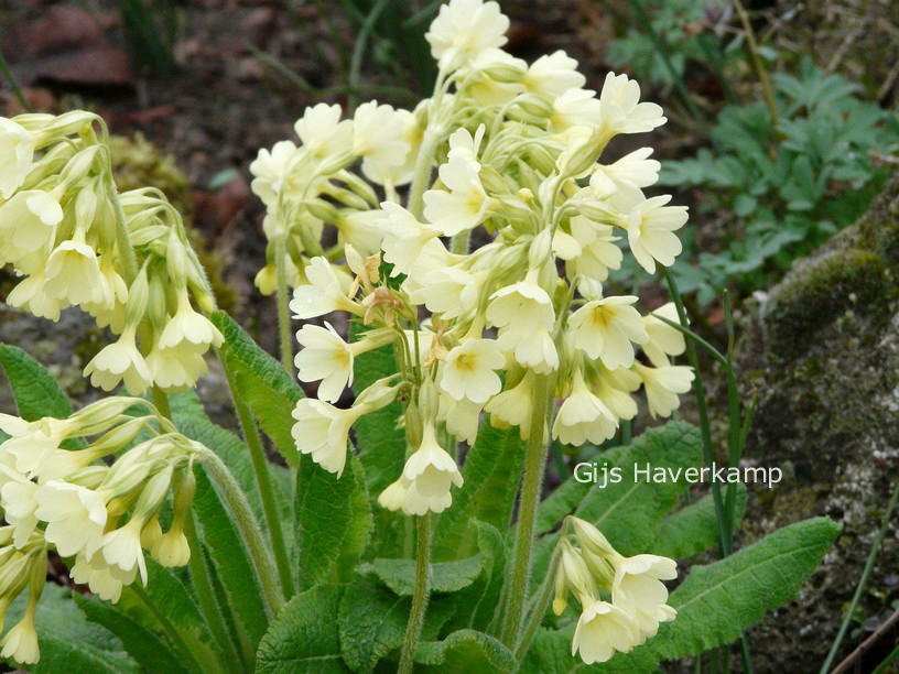 Primula elatior