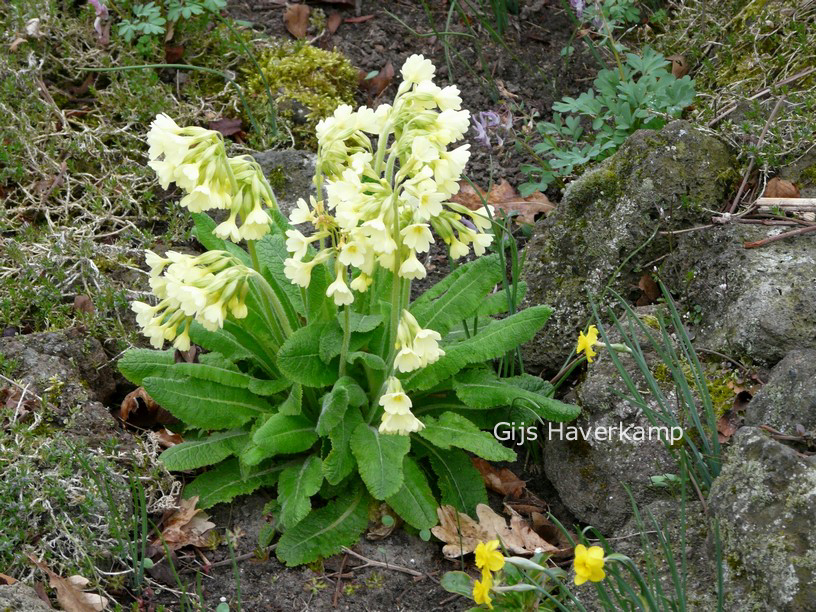 Primula elatior