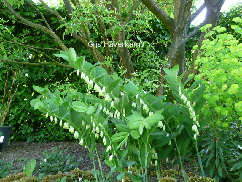 Polygonatum odoratum