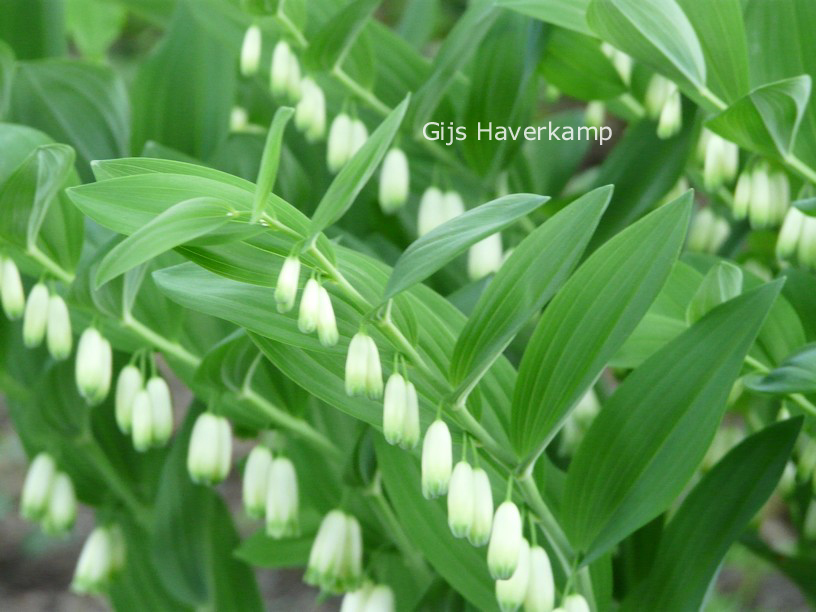 Polygonatum odoratum