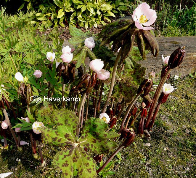 Podophyllum hexandrum 'Majus'