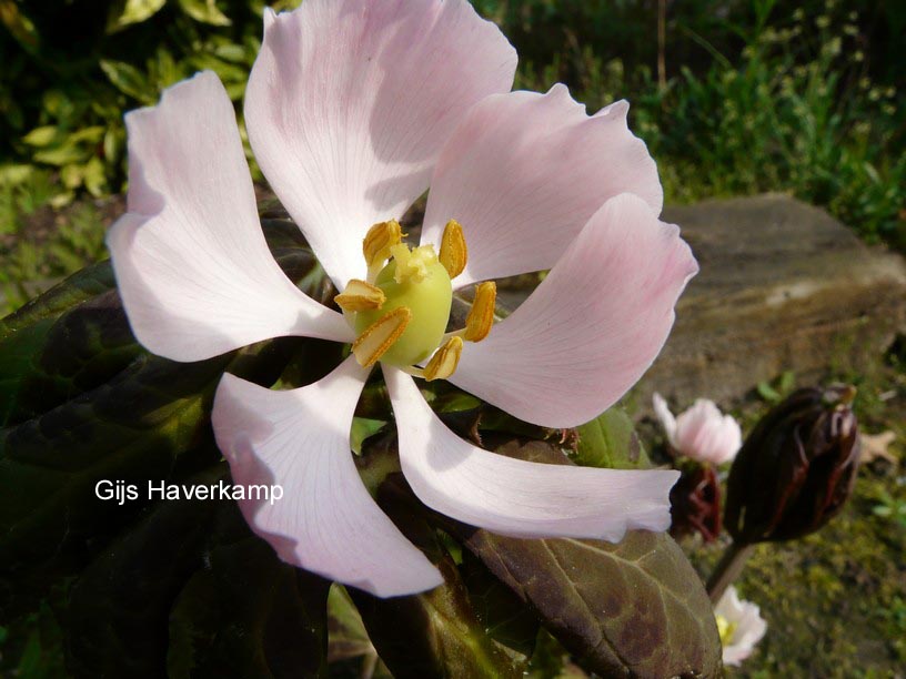 Podophyllum hexandrum 'Majus'