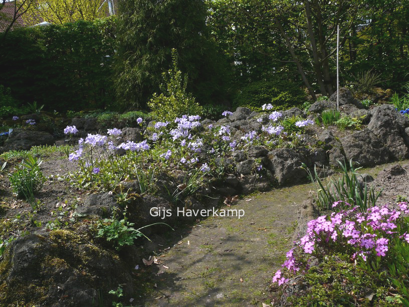 Phlox stolonifera 'Blue Ridge'