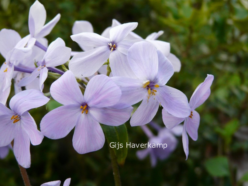 Phlox stolonifera 'Blue Ridge'