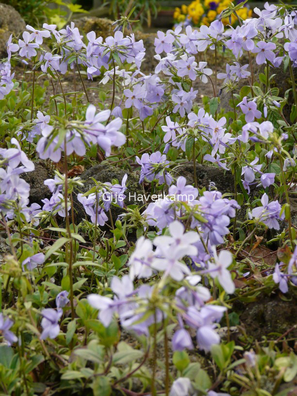 Phlox stolonifera 'Blue Ridge'