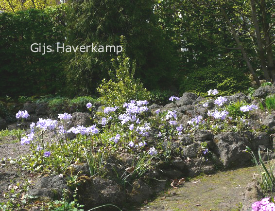 Phlox stolonifera 'Blue Ridge'