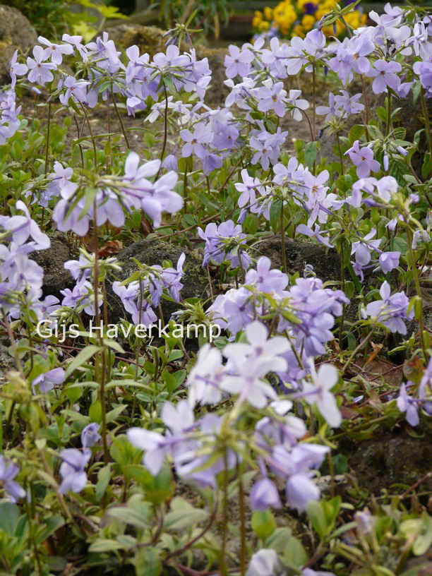 Phlox procumbens 'Rosea'