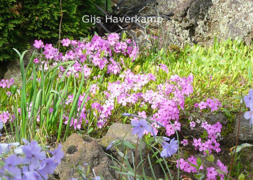 Phlox procumbens 'Rosea'