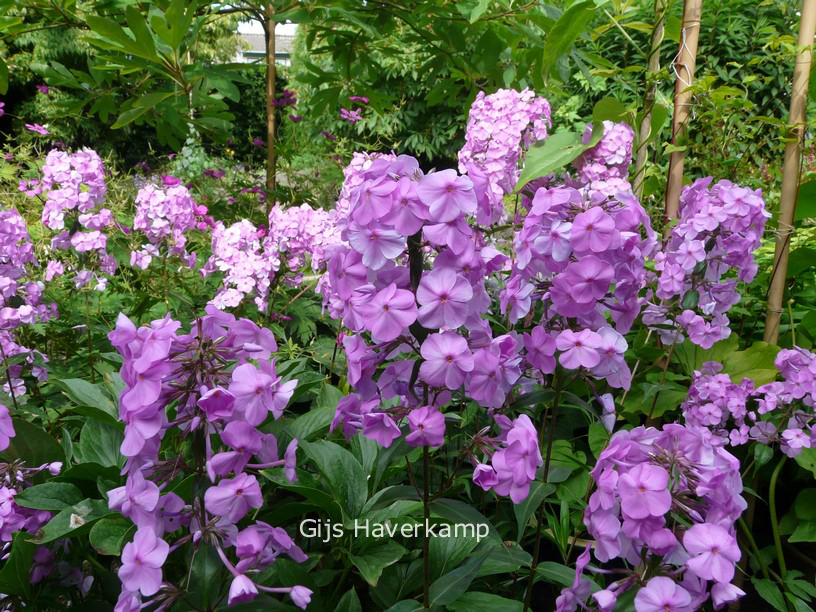 Phlox maculata 'Alpha'