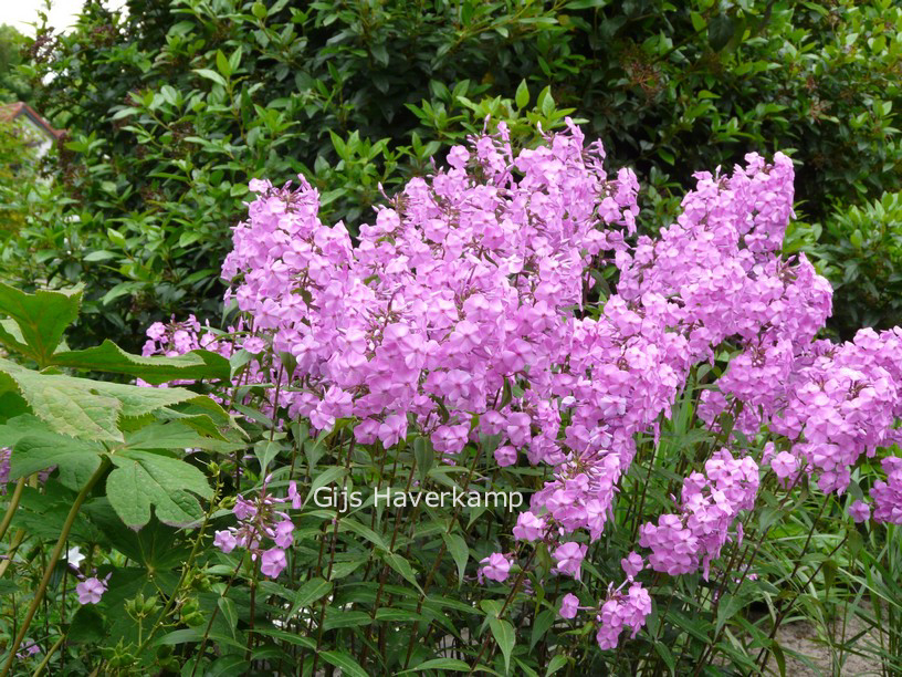 Phlox maculata 'Alpha'