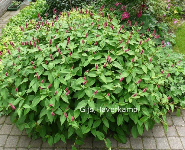 Persicaria amplexicaulis 'Inverleith'