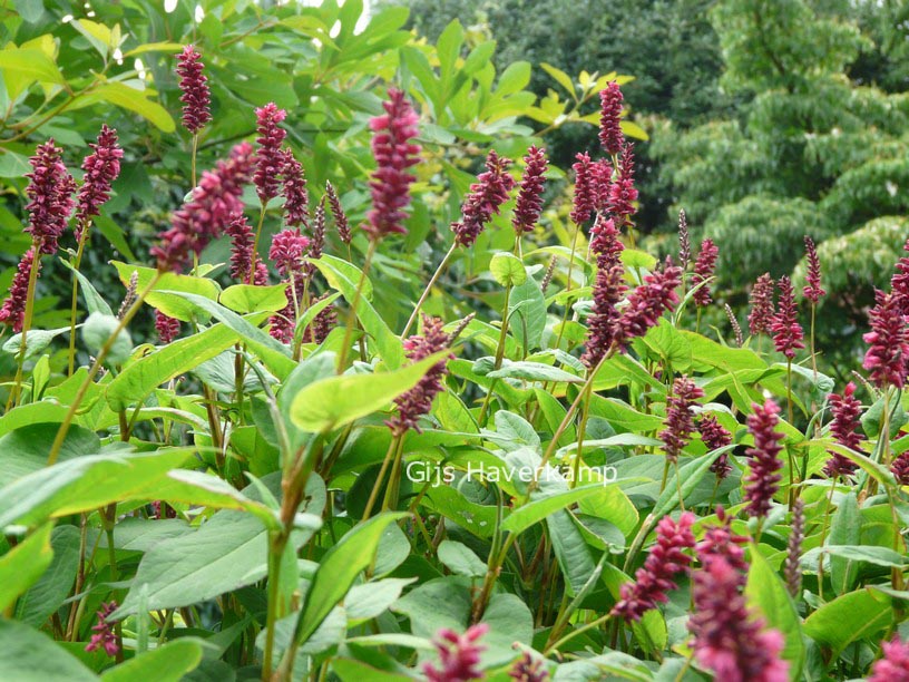 Persicaria amplexicaulis 'Inverleith'