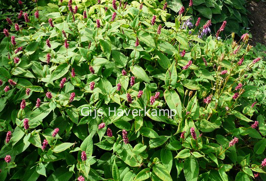 Persicaria amplexicaulis 'Inverleith'