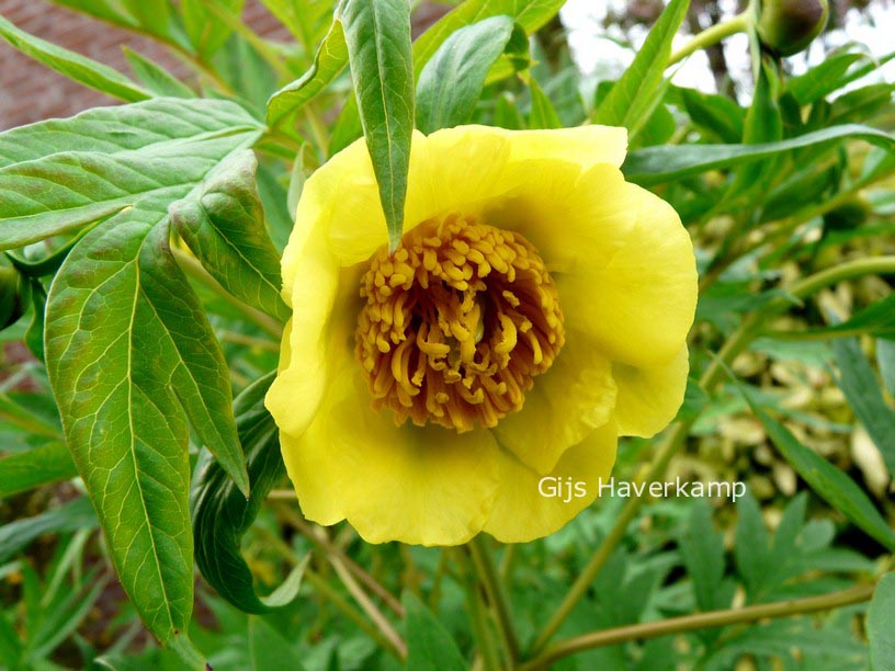 Paeonia lutea 'Yellow Queen'