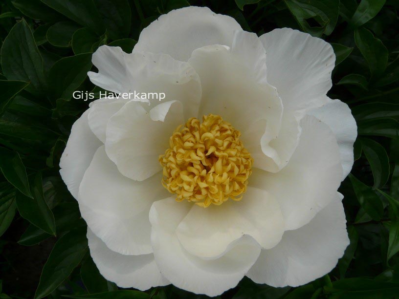 Paeonia 'Jan van Leeuwen'