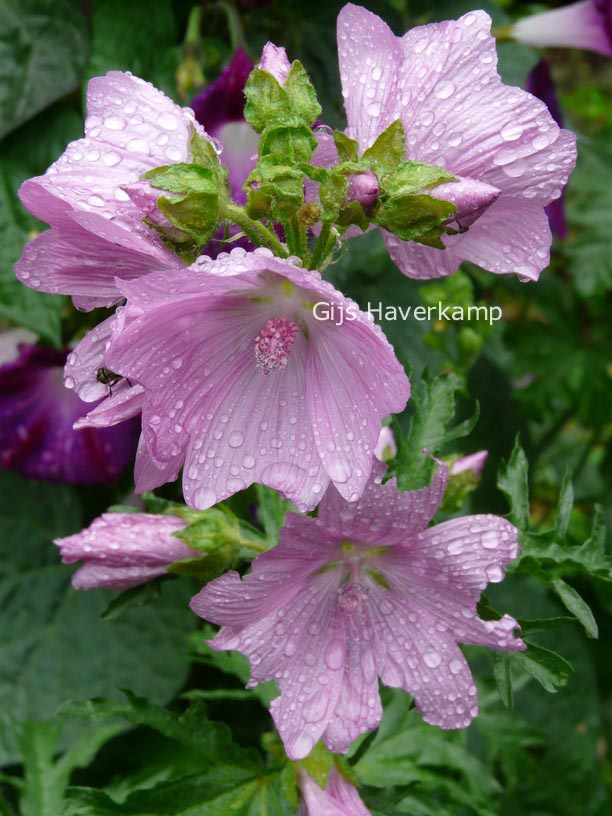 Malva moschata 'Rosea'