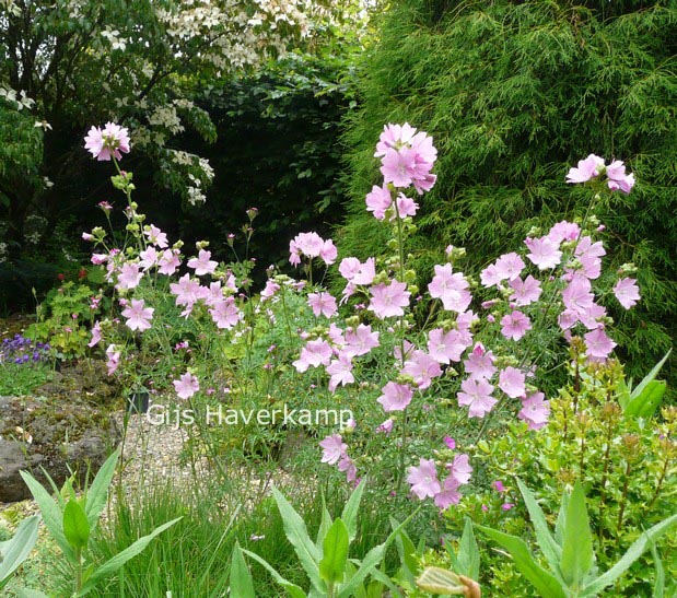 Malva moschata 'Rosea'