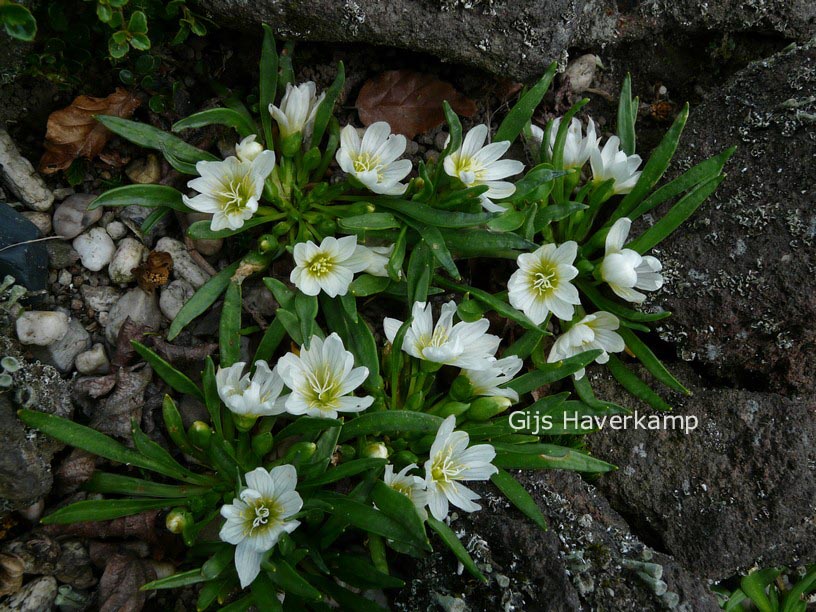 Lewisia nevadensis