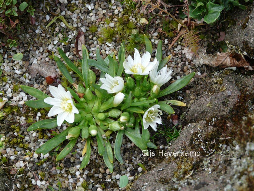 Lewisia nevadensis