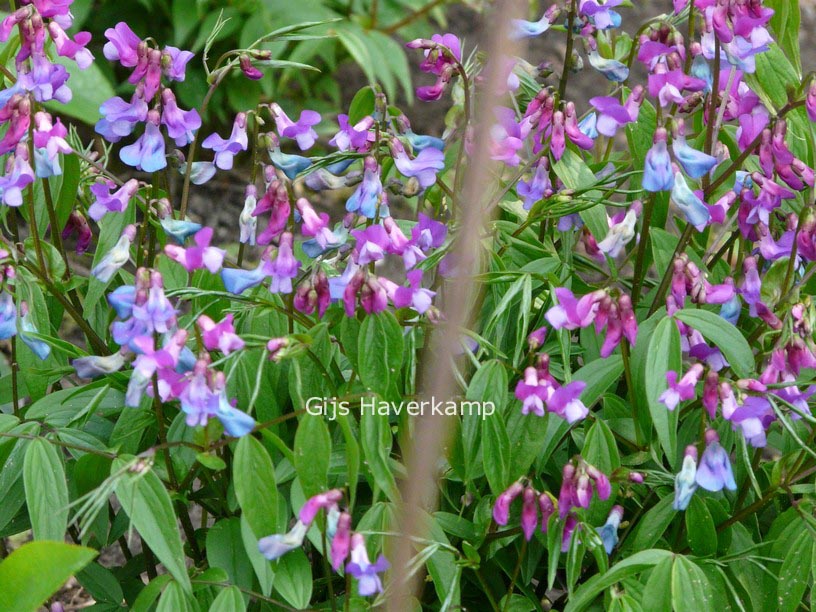 Lathyrus vernus