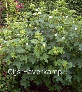 Kitaibelia vitifolia