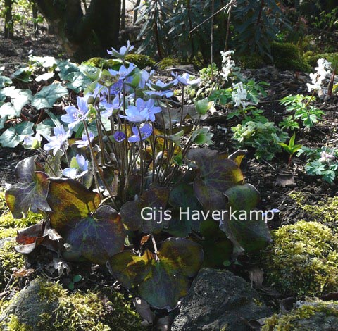 Hepatica nobilis