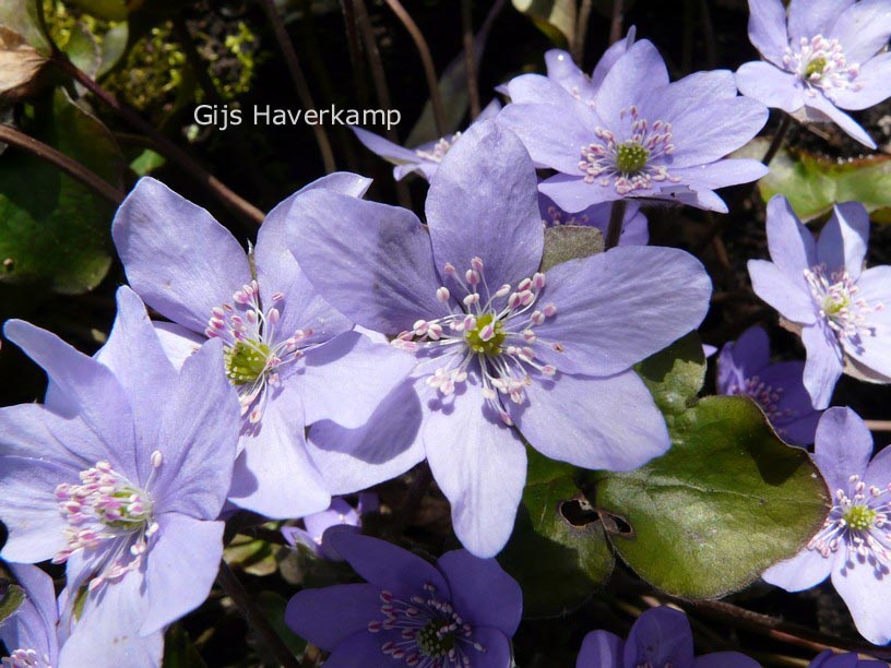 Hepatica nobilis