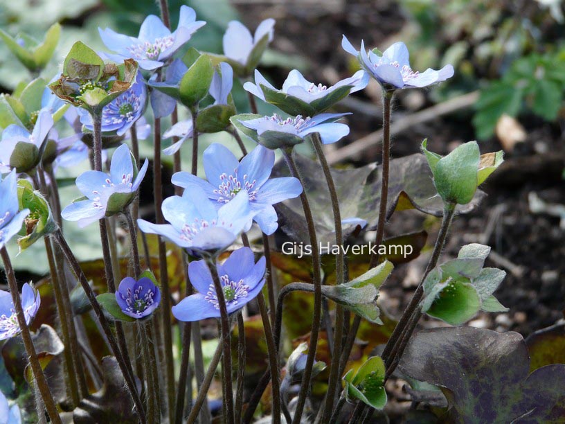 Hepatica nobilis