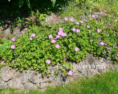 Geranium orientalitibeticum