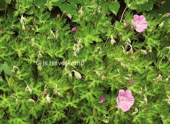 Geranium orientalitibeticum