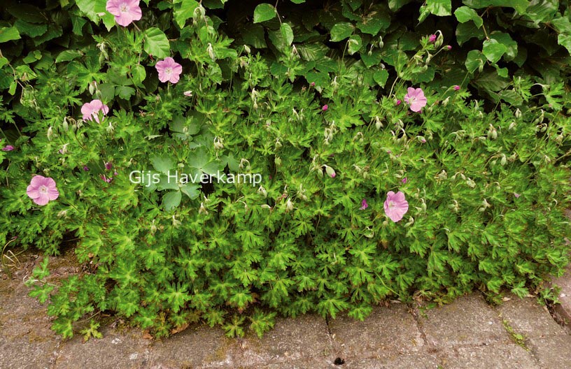 Geranium orientalitibeticum