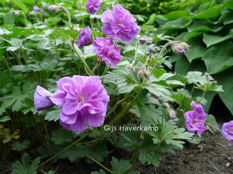 Geranium himalayense 'Plenum'