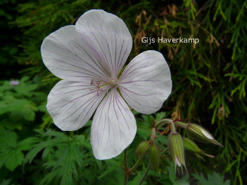 Geranium clarkei 'Kashmir White'