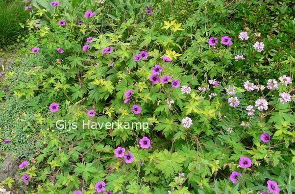 Geranium 'Ann Folkard'