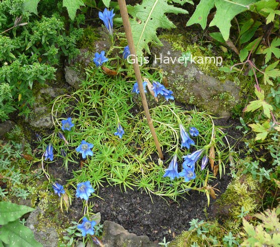 Gentiana sino-ornata