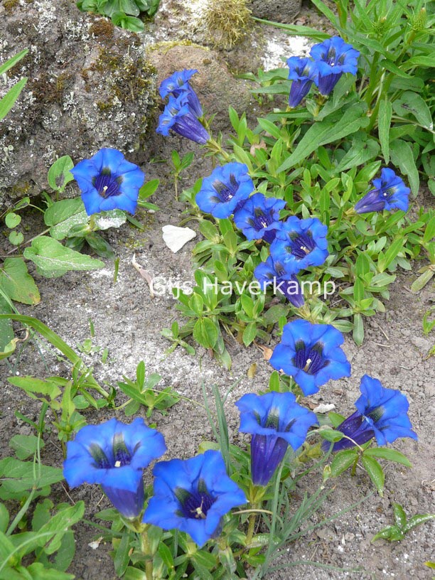 Gentiana acaulis