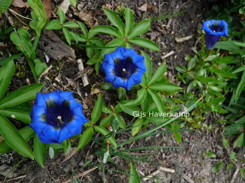 Gentiana acaulis