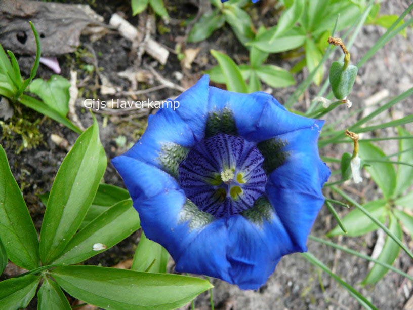 Gentiana acaulis