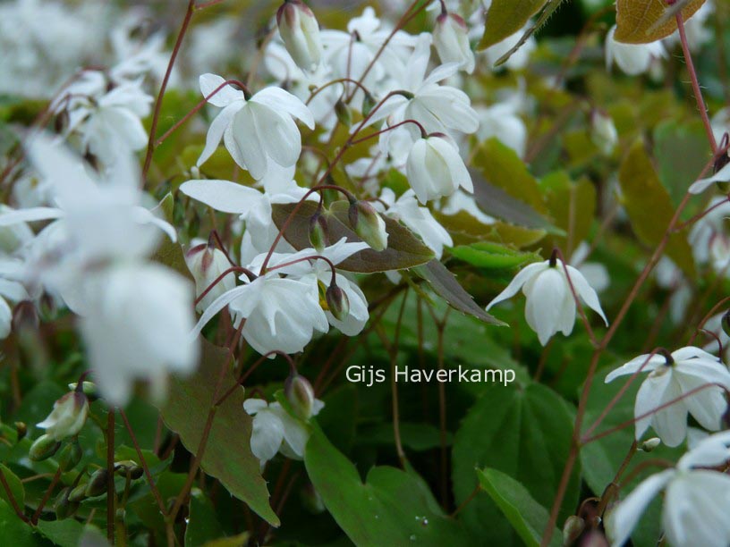 Epimedium youngianum 'Niveum'