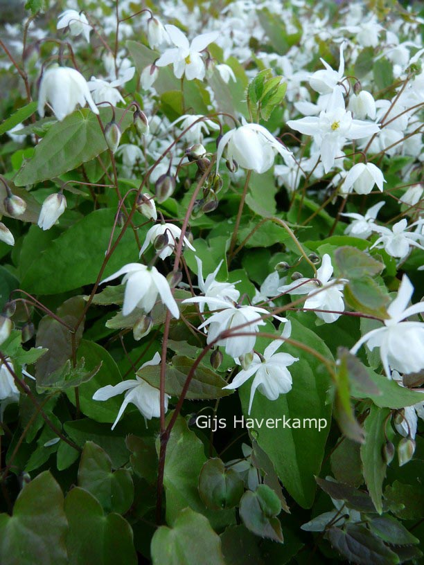 Epimedium youngianum 'Niveum'