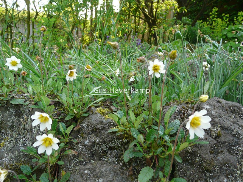 Dryas sündermannii