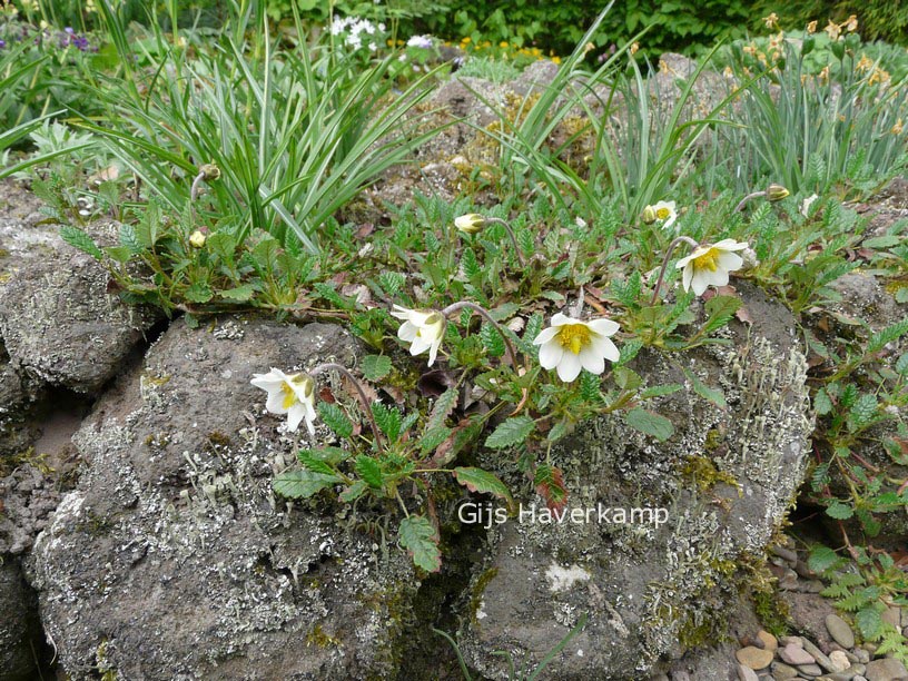 Dryas sündermannii