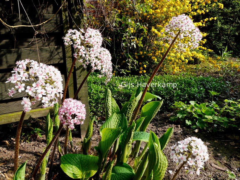 Darmera peltata